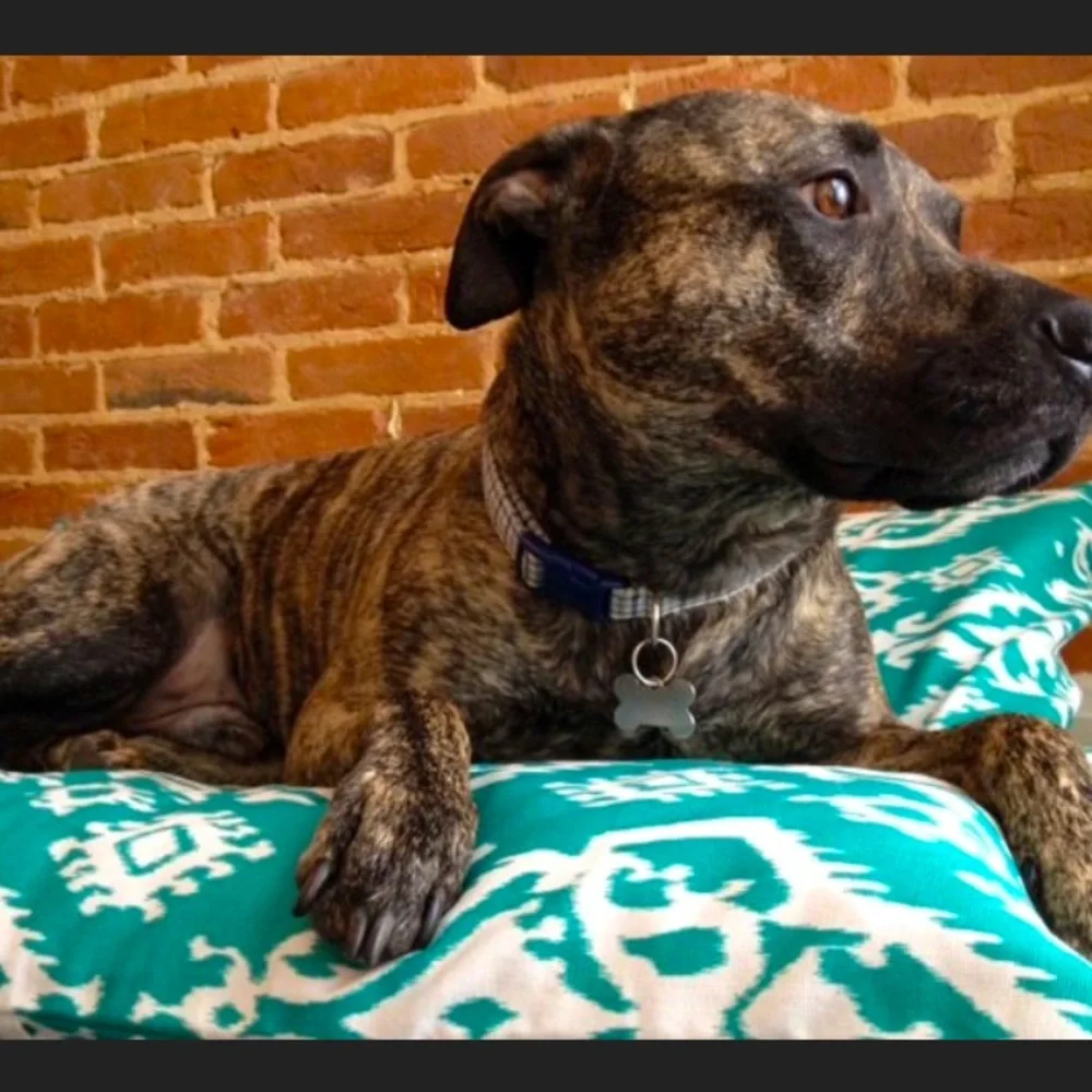 For Your Love of Dogs Jade Raji Ikat Dog Bed Cover